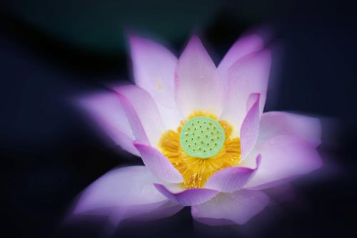 到哪里學(xué)葡萄牙語(yǔ)好？